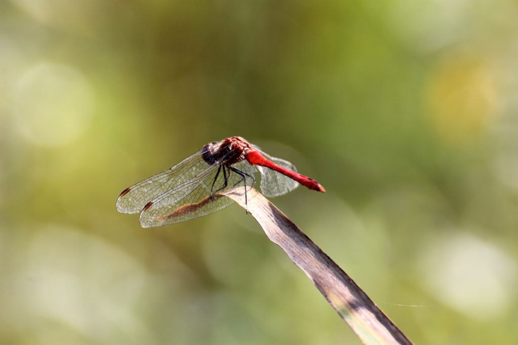 Sympetrum fonscolombii?